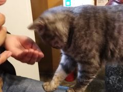 -猫猫幼稚园·撸猫·桌游·电玩