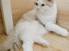-滚猫咖啡·猫咖·猫友好撸猫(未来城店)