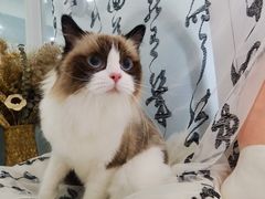 -爱洗澡的猫(望京店)