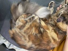 -Pets First伊珊娜洗护·精致美容·家庭式寄养(新会路店)