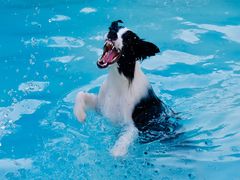 -汪说喵讲宠物乐园宠物酒店(红星美凯龙店)