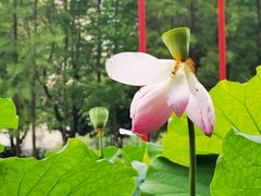 -陈家山荷花公园