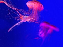 -成都浩海立方海洋公园