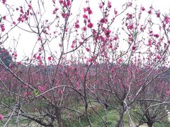 -南国桃园旅游度假区