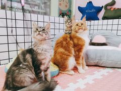 -十年猫舍·猫咪专门店(普陀店)
