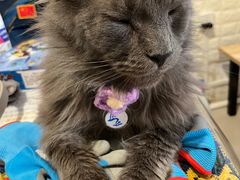 -平行世界·猫咖(首经贸店)