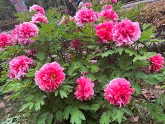 -洛阳市隋唐城遗址植物园
