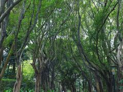 -深圳国际园林花卉博览园