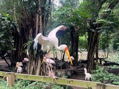 -广州长隆飞鸟乐园