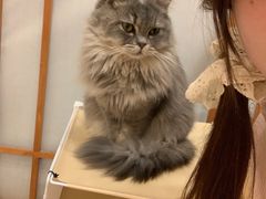 -Let's go狗咖·猫咖·奶狗·桌游(春熙路IFS店)