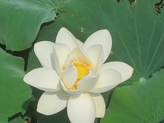 -同里国家湿地公园