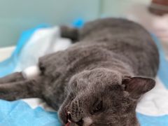 -纳吉亚猫专科动物医院博雅分院