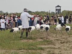 -盐城丹顶鹤湿地生态旅游区