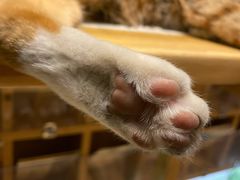 -猫的天空之城概念书店(杭州南宋御街店)