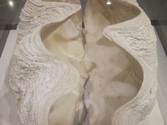 -青岛贝壳博物馆