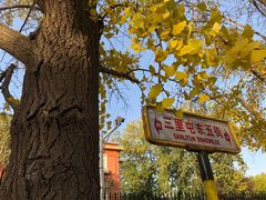 -三里屯东五街银杏大道