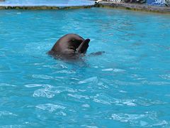 -索菲特西湖大酒店·香榭丽全日候餐厅(南山路店)