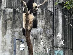 -成都大熊猫繁育研究基地