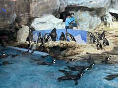 -帝企鹅自助餐厅•儿童岛•真企鹅(长隆企鹅酒店)