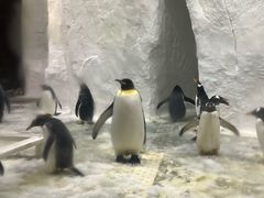 -大连圣亚海洋世界