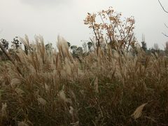 -白鹭湾湿地公园