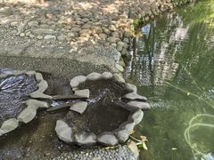 -成都市活水公园