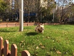 -PETKIT 小佩宠物·低压洗护·美容·寄养(安远店)