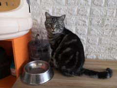 -平行世界·猫咖(首经贸店)