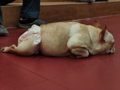 -和它·交个朋友·狗咖猫咖(爱琴海店)
