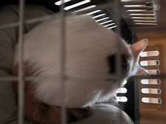 -联合动物医院(光谷诊疗中心)