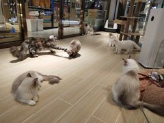 -momokira米努特·德文卷毛猫·棉花面纱犬