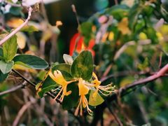 -慢丽江·云南野生菌土鸡锅(付家庄店)