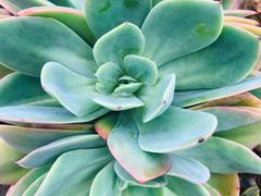 -三圣花乡旅游区