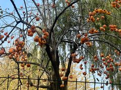 -三里屯东五街银杏大道