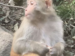 -黔灵山公园