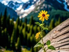 -长白岛森林公园