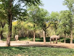 -北京野生动物园