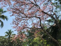-中国科学院西双版纳热带植物园