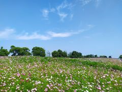 -西京湾花海