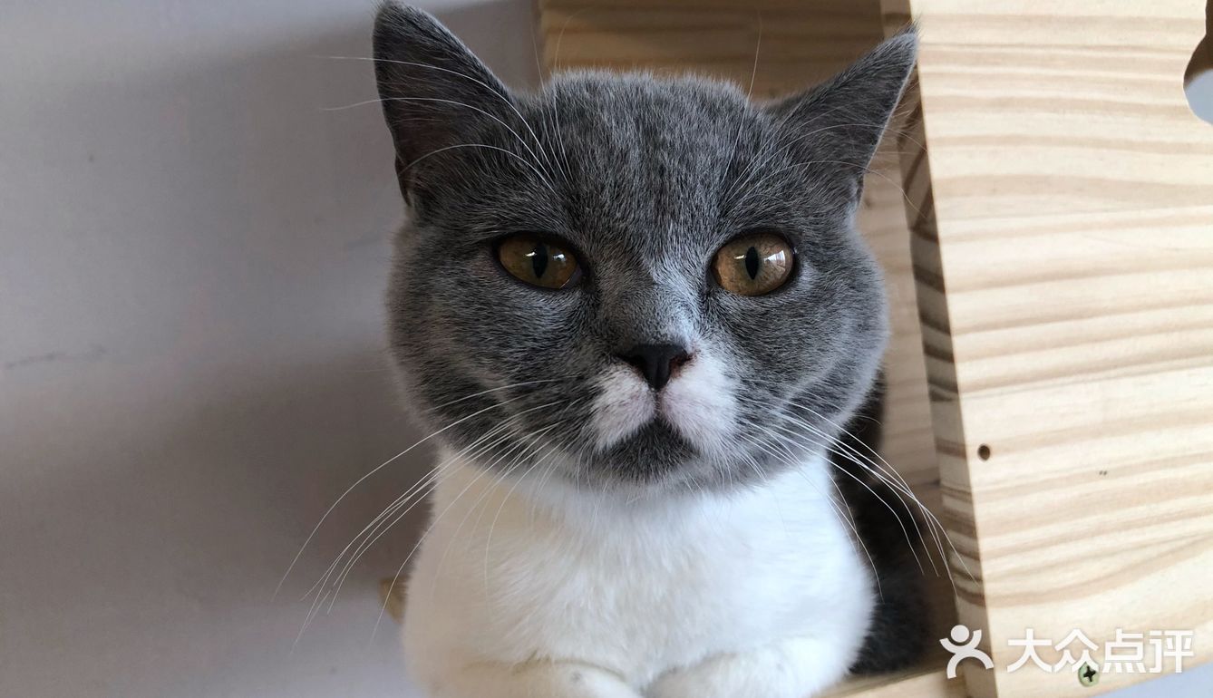 臭脸大哥/臭脸小妹，其实巨粘人