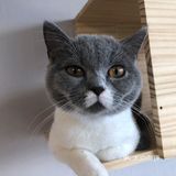 臭脸大哥/臭脸小妹，其实巨粘人