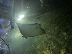 -凯莉-塔尔敦海洋生物水族馆