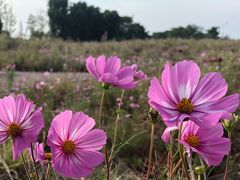 -西京湾花海