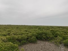 -北海金海湾红树林生态旅游区