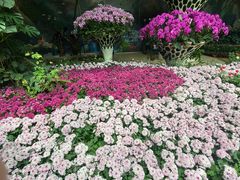 -花之城