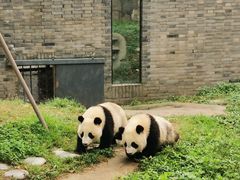 -都江堰中华大熊猫苑