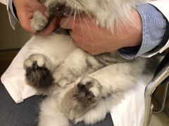 -艾贝尔宠物医院·24H转诊中心·肿瘤猫专科(江宁双龙店)