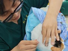 -利又安动物医院··老年病·猫科犬科·中兽医