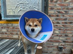 景观位-新疆狼爷烤肉(宋庄店)