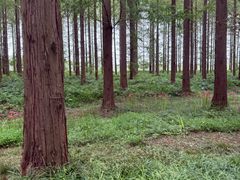 -黄海国家森林公园